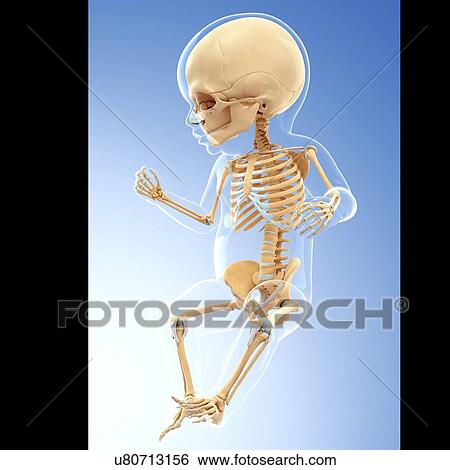 Stock Illustration - Human skeletal system, artwork. Fotosearch