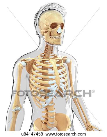 Human skeletal system, artwork View Large Illustration Stock Illustration - Human skeletal system, artwork. Fotosearch
