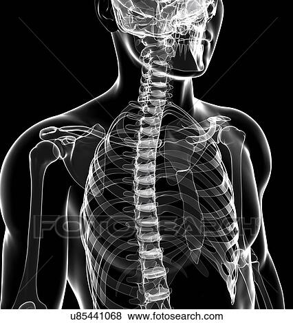 Stock Illustration - Human skeletal system, artwork. Fotosearch