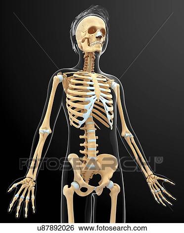 Stock Illustration - Human skeletal system, artwork. Fotosearch