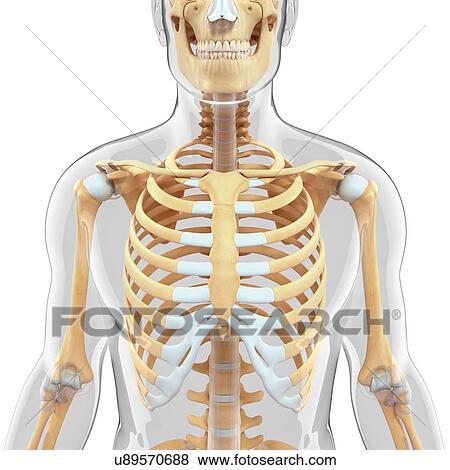 Human skeletal system, artwork View Large Illustration Stock Illustration - Human skeletal system, artwork. Fotosearch