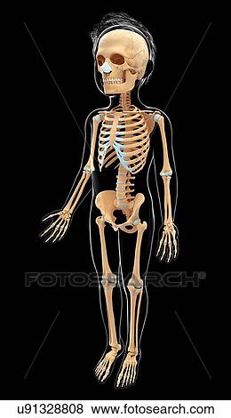 Stock Illustration - Human skeletal system, artwork. Fotosearch