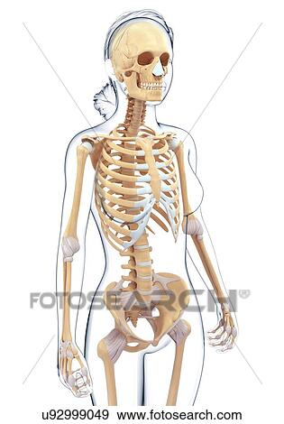Stock Illustration - Human skeletal system, artwork. Fotosearch