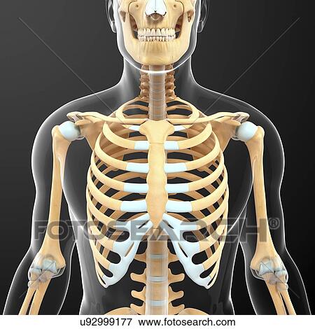 Stock Illustration - Human skeletal system, artwork. Fotosearch