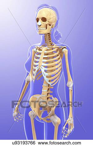 Human skeletal system, artwork View Large Illustration Stock Illustration - Human skeletal system, artwork. Fotosearch