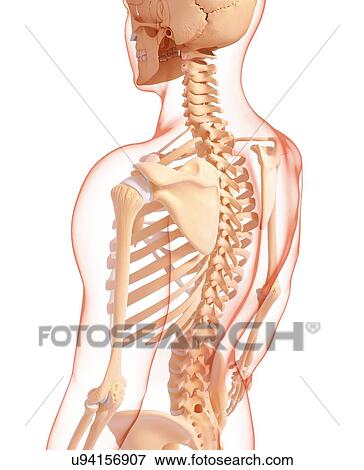 Human skeletal system, artwork View Large Illustration Stock Illustration - Human skeletal system, artwork. Fotosearch