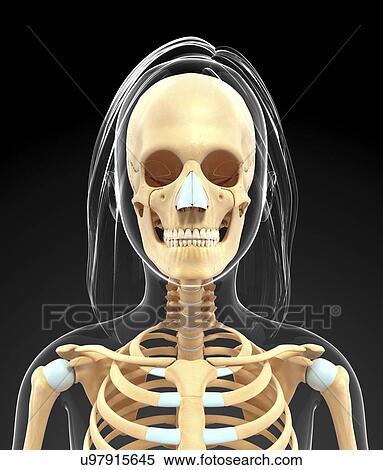 Human skeletal system, artwork View Large Illustration Stock Illustration - Human skeletal system, artwork. Fotosearch