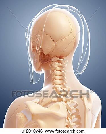 Stock Illustration - Human skull and neck bones, artwork. Fotosearch