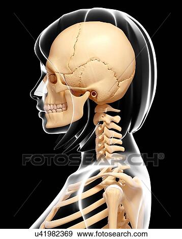 Stock Illustration - Human skull and neck bones, artwork. Fotosearch