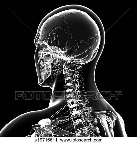 Human skull, artwork View Large Illustration Clip Art - Human skull, artwork. Fotosearch