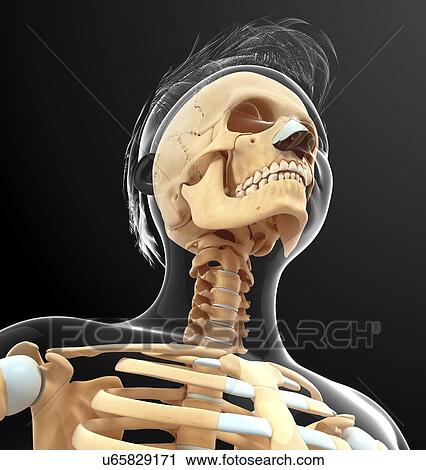 Clip Art - Human skull, artwork. Fotosearch