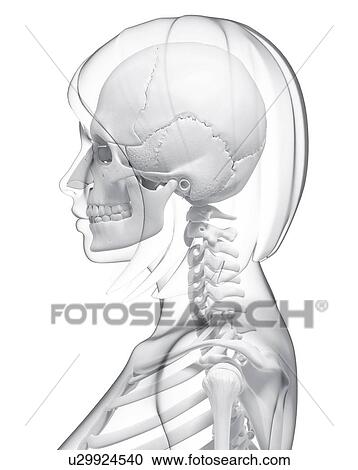 Clipart - Human skull, artwork. Fotosearch