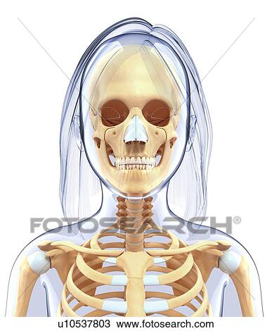 Drawing - Human skull, artwork. Fotosearch
