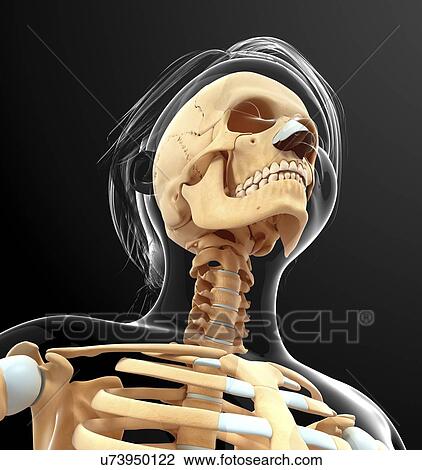 Drawing - Human skull, artwork. Fotosearch
