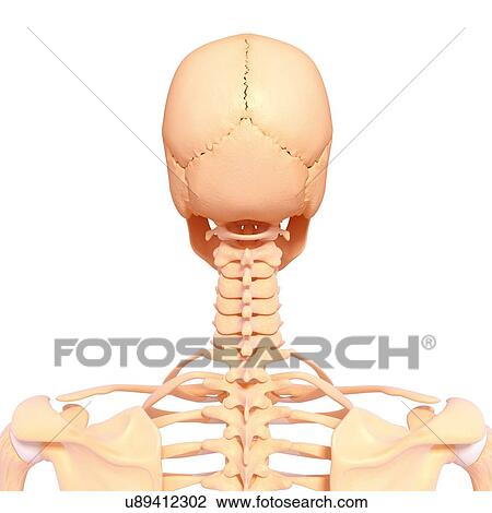 Drawing - Human skull, artwork. Fotosearch
