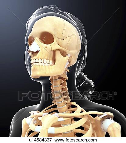 Stock Illustration - Human skull, artwork. Fotosearch