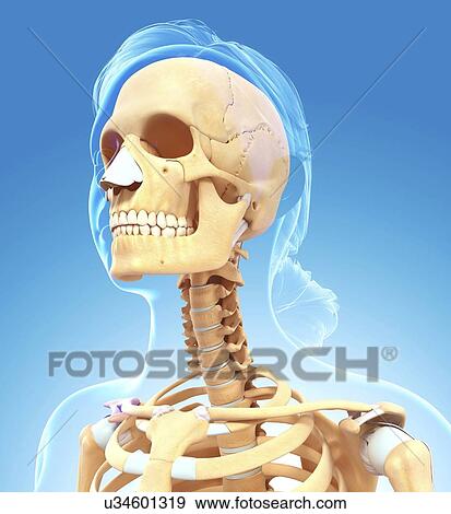 Human skull, artwork View Large Illustration Stock Illustration - Human skull, artwork. Fotosearch