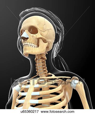 Stock Illustration - Human skull, artwork. Fotosearch