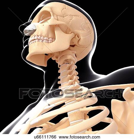 Stock Illustration - Human skull, artwork. Fotosearch