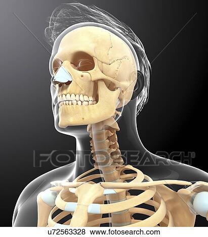 Human skull, artwork View Large Illustration Stock Illustration - Human skull, artwork. Fotosearch