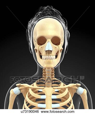 Human skull, artwork View Large Illustration Stock Illustration - Human skull, artwork. Fotosearch