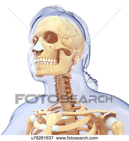 Stock Illustration - Human skull, artwork. Fotosearch