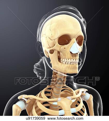 Stock Illustration - Human skull, artwork. Fotosearch