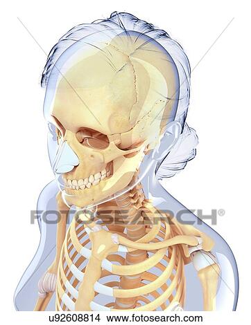 Stock Illustration - Human skull, artwork. Fotosearch