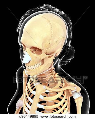 Human skull, artwork View Large Illustration Stock Illustration - Human skull, artwork. Fotosearch