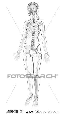 Clip Art - Human spine, artwork. Fotosearch