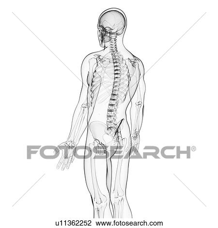 Human spine, artwork View Large Illustration Drawing - Human spine, artwork. Fotosearch
