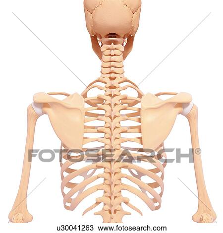 Drawing - Human spine, artwork. Fotosearch