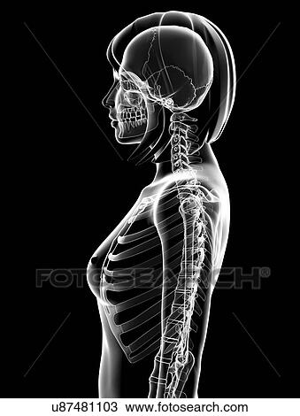 Drawing - Human spine, artwork. Fotosearch