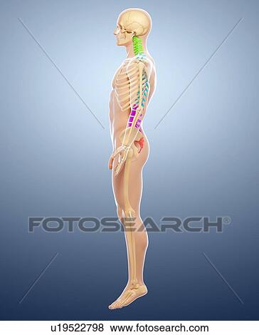 Stock Illustration - Human spine, artwork. Fotosearch