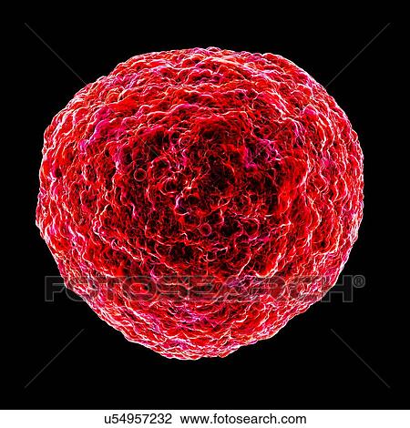 Human t-cell leukemia virus, artwork View Large Illustration Drawing - Human t-cell leukemia virus, artwork. Fotosearch
