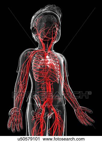 Human vascular system, artwork View Large Illustration Clip Art - Human vascular system, artwork. Fotosearch