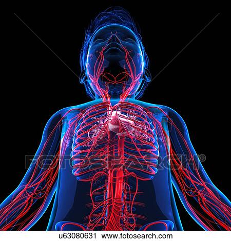 Clip Art - Human vascular system, artwork. Fotosearch