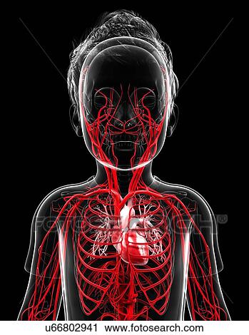 Human vascular system, artwork View Large Illustration Clip Art - Human vascular system, artwork. Fotosearch