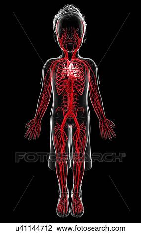 Human vascular system, artwork View Large Illustration Drawing - Human vascular system, artwork. Fotosearch