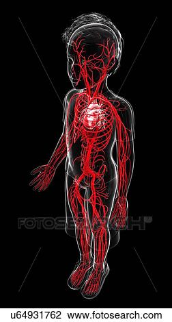 Human vascular system, artwork View Large Illustration Drawing - Human vascular system, artwork. Fotosearch