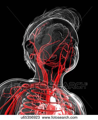Human vascular system, artwork View Large Illustration Drawing - Human vascular system, artwork. Fotosearch