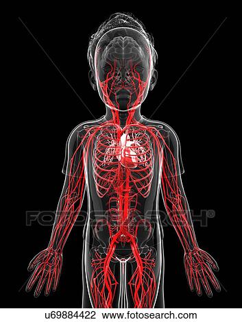 Human vascular system, artwork View Large Illustration Drawing - Human vascular system, artwork. Fotosearch