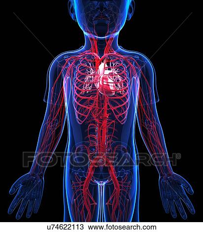 Drawing - Human vascular system, artwork. Fotosearch