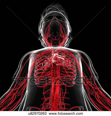 Drawing - Human vascular system, artwork. Fotosearch