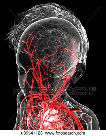Drawing - Human vascular system, artwork. Fotosearch