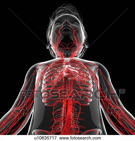 Stock Illustration - Human vascular system, artwork. Fotosearch