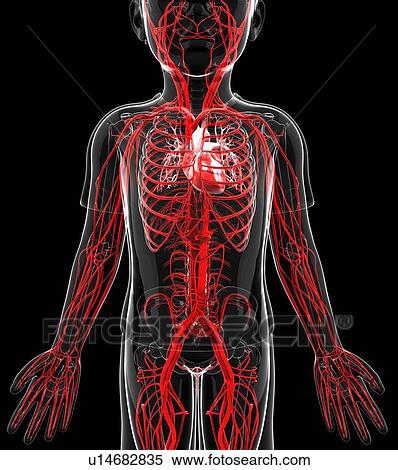 Human vascular system, artwork View Large Illustration Stock Illustration - Human vascular system, artwork. Fotosearch