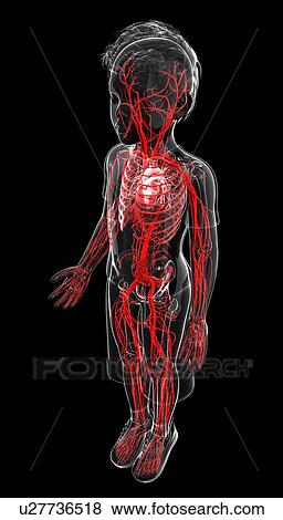 Stock Illustration - Human vascular system, artwork. Fotosearch