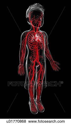 Stock Illustration - Human vascular system, artwork. Fotosearch