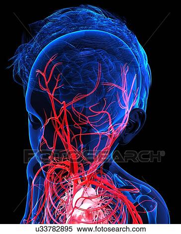 Stock Illustration - Human vascular system, artwork. Fotosearch